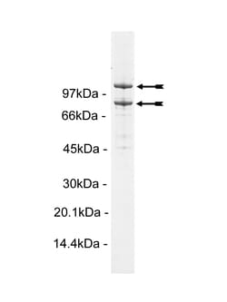 Eurofins DiscoverX PI3 Kinase (p110 /p85 ) Mouse Protein 10 &mu;g | Buy Online | Eurofins DiscoverX | Fisher Scientific